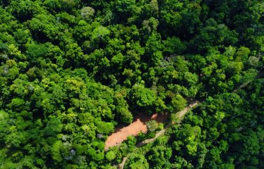 JUNGLE DREAMS FARM: WHERE NATURE MEETS SERENITY – 20 ACRES